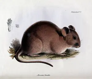 Bennettii: Abrocoma bennettii
