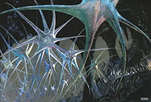 Sheppard: Abstract design with starfish shapes