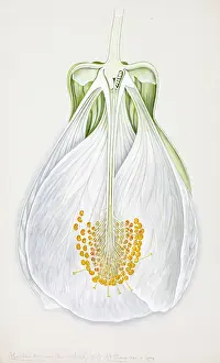 Malvales: Abutilon darwini