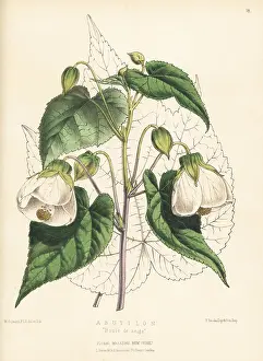 Standish: Abutilon hybrid, Boule de neige