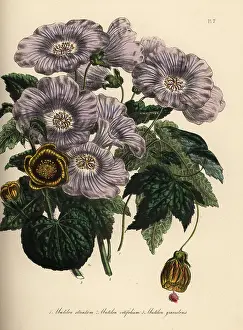 Handfinished: Abutilon species