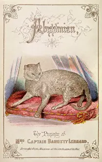 Lennard: ABYSSINIAN CAT