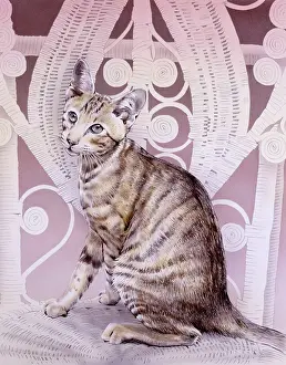 Moggy: Abyssinian cat on whicker chair