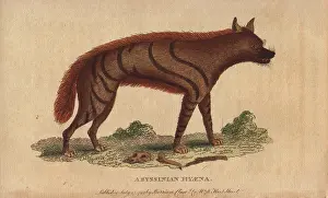 Hyena: Abyssinian hyena, Hyaena aethiopicus