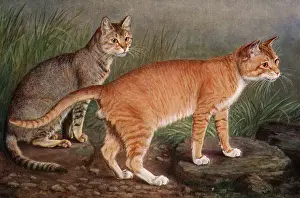 Shorthair: ABYSSINIAN AND INDIAN