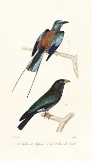 Steel Engraving: Abyssinian roller and dollar bird