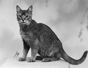 Abyssinian: ABYSSINIAN SITTING