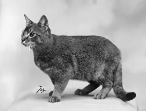 Abyssinian: ABYSSINIAN STANDING