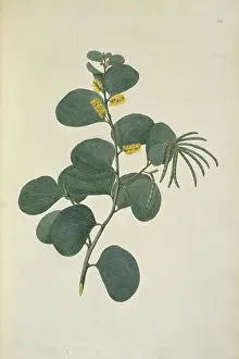 Polydore: Acacia humifusa