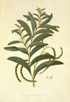 Mimosa: Acacia legnota, wattle