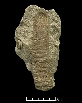 Pisum: Acacia-like pod