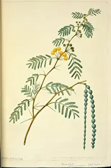 Prickly: Acacia nilotica, prickly acacia tree
