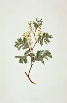 Mimosa: Acacia terminalis, sunshine wattle