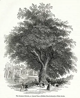 Locust: Acacia tree, Common Robinia or Locust Tree