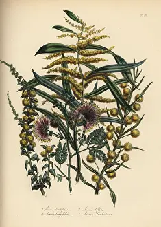 Humphreys: Acacia or wattle species