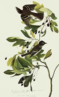 Flycatcher: Acadian Flycatcher, Empidonax virescens