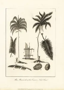 Stedman: Acai palm and coconut tree