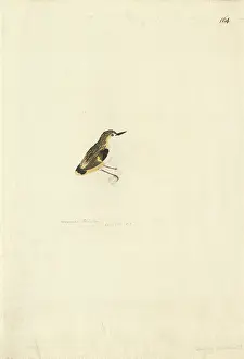 Rifleman: Acanthisitta chloris, rifleman