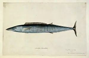 Scombridae: Acanthocybium solandri, wahoo