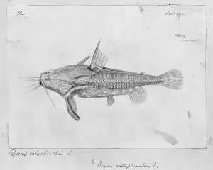 Catfish: Acanthodoras cataphractus, spiny catfish