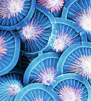 Alga: Acanthoica acanthifera, coccosphere