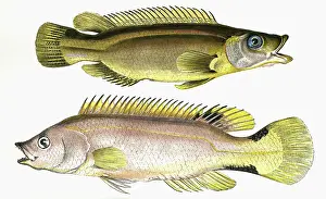 Labridae: Acantholabrus palloni, or Scale-Rayed Wrasse