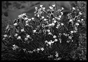 Malby: Acantholimon Glumaceum (Prickly Thrift)