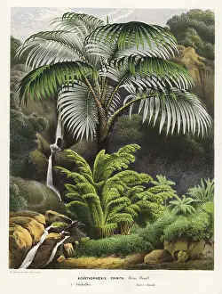Serres: Acanthophoenix crinita palm tree