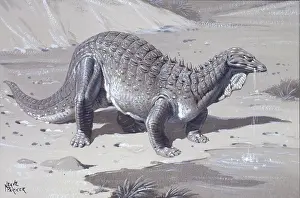 Neave: Acanthopholis
