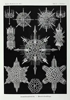 Symmetry: Acanthophracta, radiolarians
