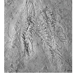 Aguirre: Acanthoteuthis (Belemnoteuthis) speciosus, belemnite