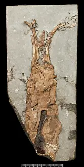 Fossilised: Acanthoteuthis, a fossil coleoid