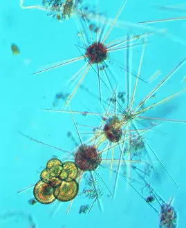 Celled: Acanthowetra