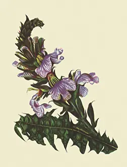 Acanthus: Acanthus Eminens
