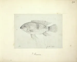 Ray Finned: Acara sp