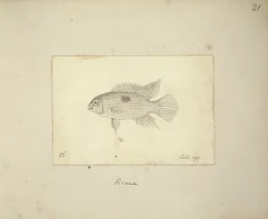 Ray Finned: Acara sp