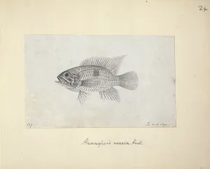 Ray Finned: Acaropsis nassa
