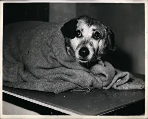 Rspca: Accidents - Disasters - Fires - Floods - Tragedies