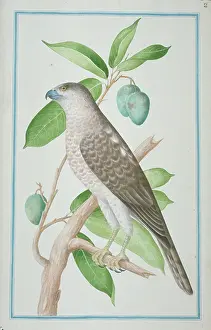 Badius: Accipiter badius, shikra