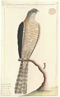 1762: Accipiter cirrocephalus, collared sparrowhawk