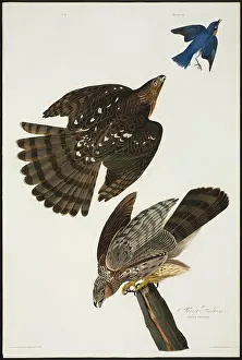 Coopers: Accipiter cooperii, Cooper's hawk