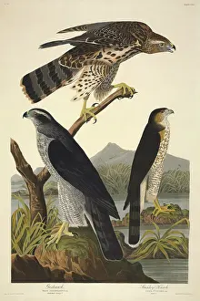 Goshawk: Accipiter gentilis, northern goshawk, Accipiter cooperii, Co