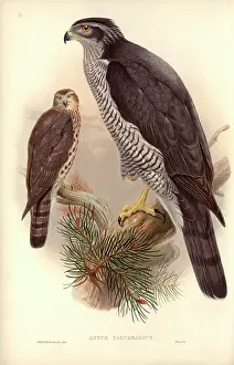 Brow: Accipiter gentilis, northern goshawk