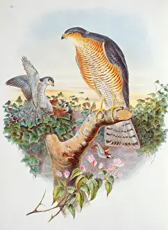 Sparrowhawk: Accipiter nisus, Eurasian sparrow hawk