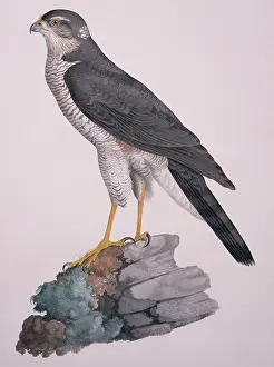 Sparrowhawk: Accipiter nisus, Eurasian sparrowhawk