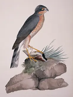 Sparrowhawk: Accipiter nisus, Eurasian sparrowhawk