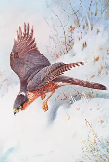 Sparrowhawk: Accipiter nisus, Eurasian sparrowhawk
