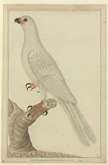 Goshawk: Accipiter novaehollandiae, variable goshawk
