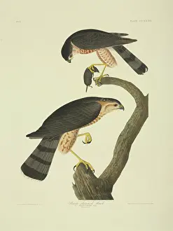 Shrew: Accipiter striatus, sharp-shinned hawk