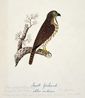 Bushby: Accipiter trivirgatus, crested goshawk